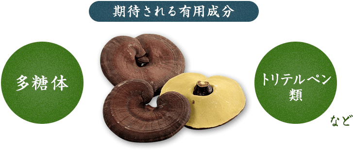 期待される有用成分