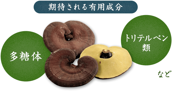 期待される有用成分