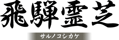 飛騨霊芝 サルノコシカケ